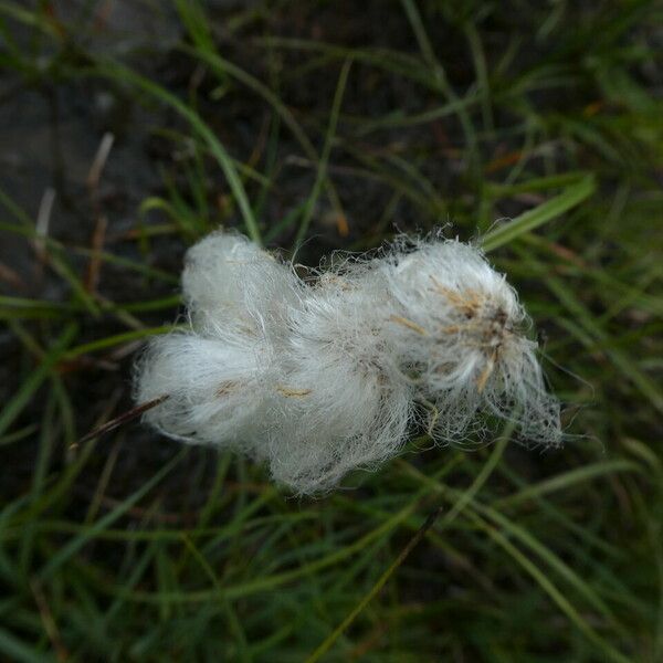 Eriophorum angustifolium Blomst