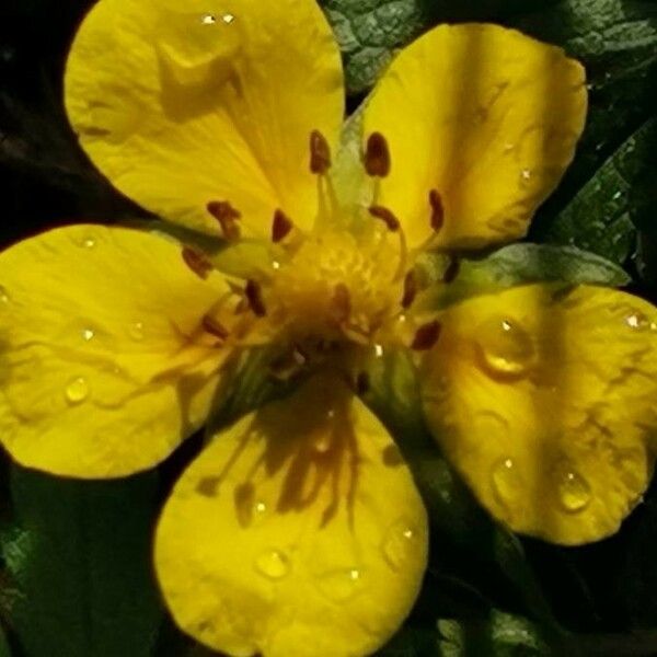 Potentilla pedata फूल