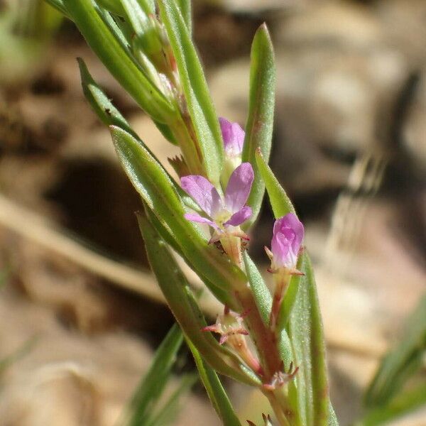 Lythrum hyssopifolia Foglia