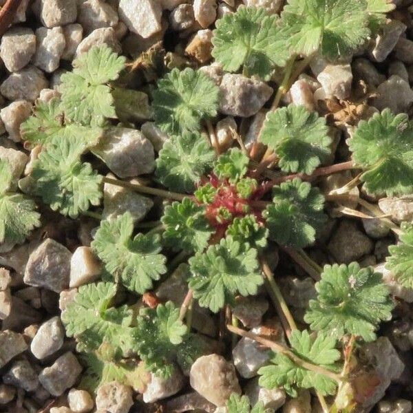 Geranium rotundifolium Leaf