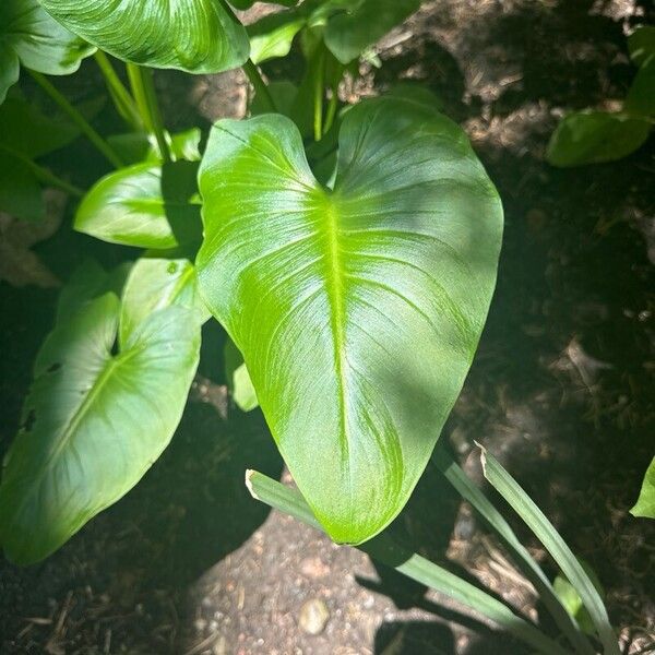 Calla palustris पत्ता