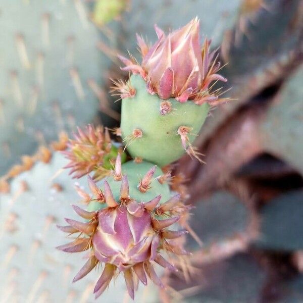 Opuntia aciculata Gyümölcs