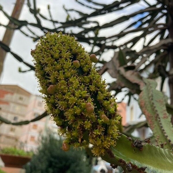 Euphorbia triangularis Fruit