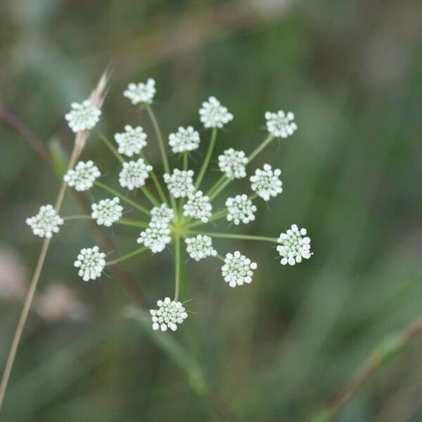 Falcaria vulgaris Fiore