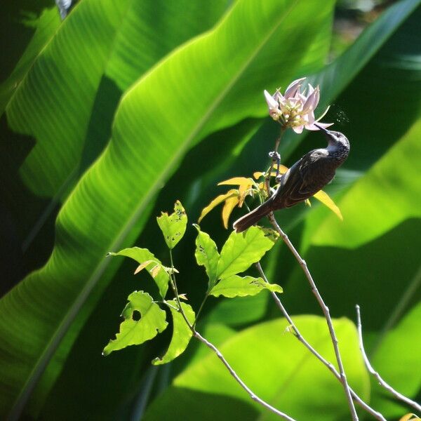 Arthroclianthus maximus Blomst