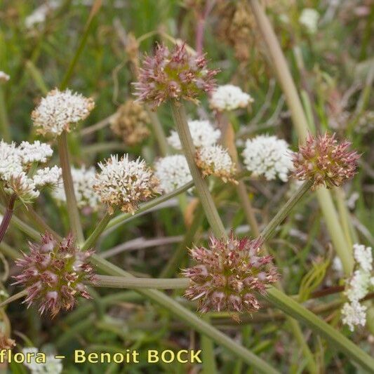 Oenanthe globulosa Habit