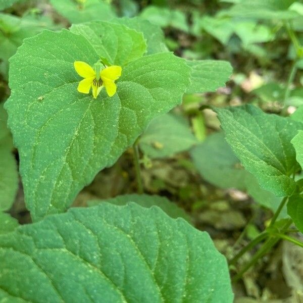 Viola pubescens Квітка