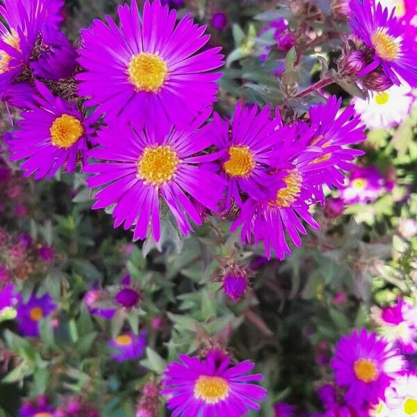 Symphyotrichum novae-angliae Flower