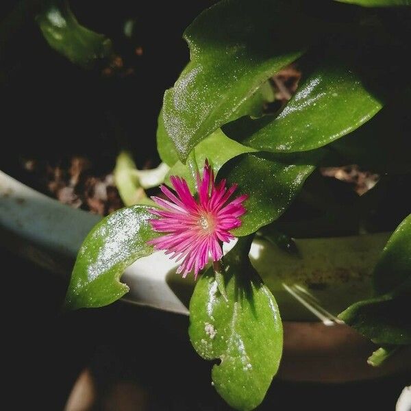 Aptenia cordifolia Flower