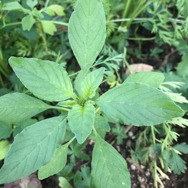 Amaranthus blitum Fulla