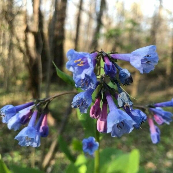 Penstemon albertinus Flower