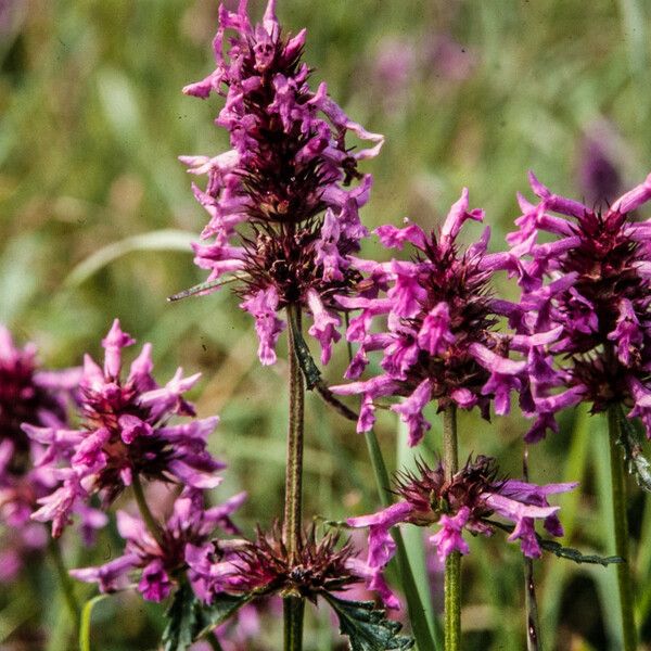 Stachys officinalis Цвят