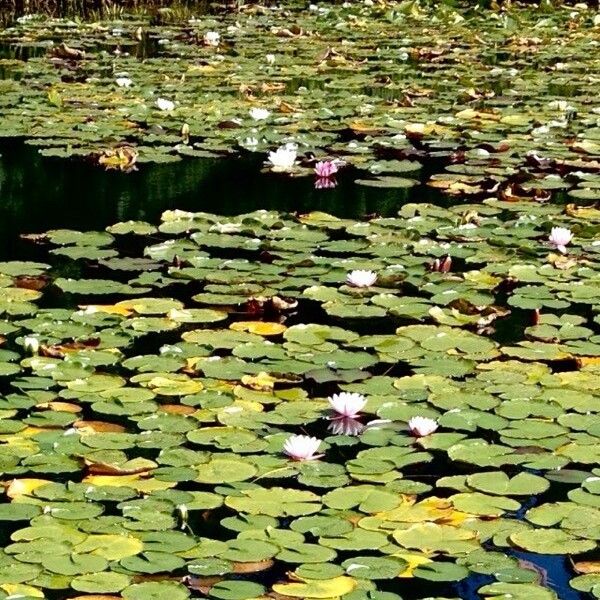 Nymphaea alba Habitus