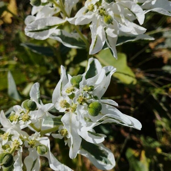 Euphorbia marginata Blomst