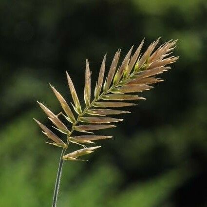 Agropyron cristatum 花