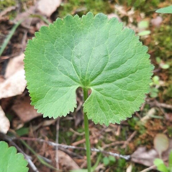 Ranunculus cassubicus Blad