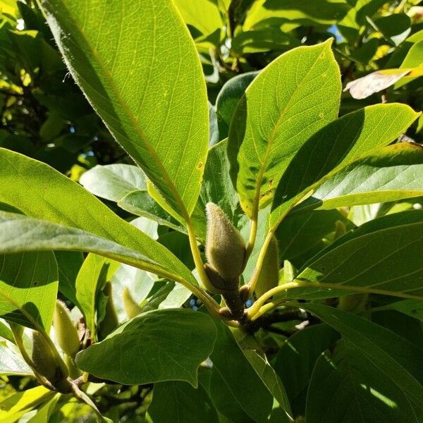 Magnolia kobus Leaf