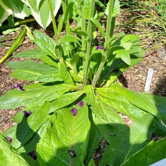 Verbascum phoeniceum ഇല