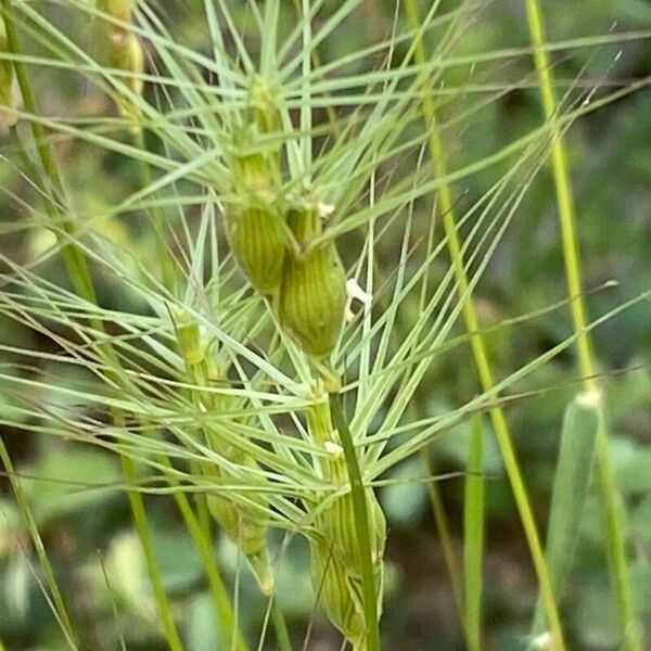 Aegilops geniculata Квітка