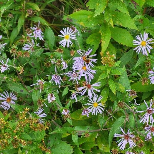 Symphyotrichum puniceum 花