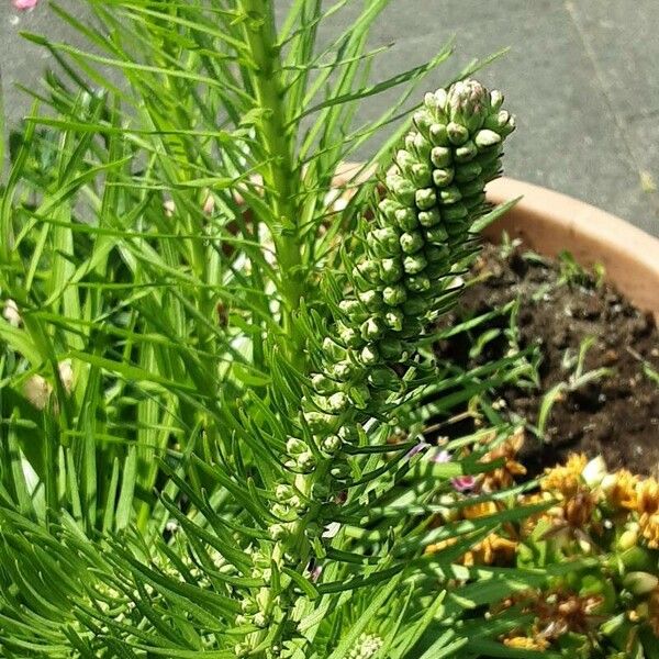 Liatris spicata Flower