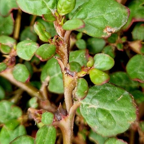 Trianthema portulacastrum ഫലം