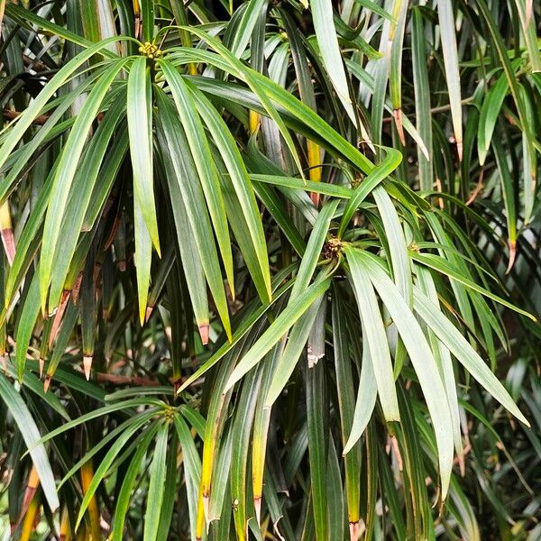 Podocarpus henkelii ഇല