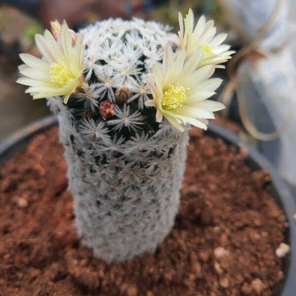 Mammillaria lasiacantha Bloem