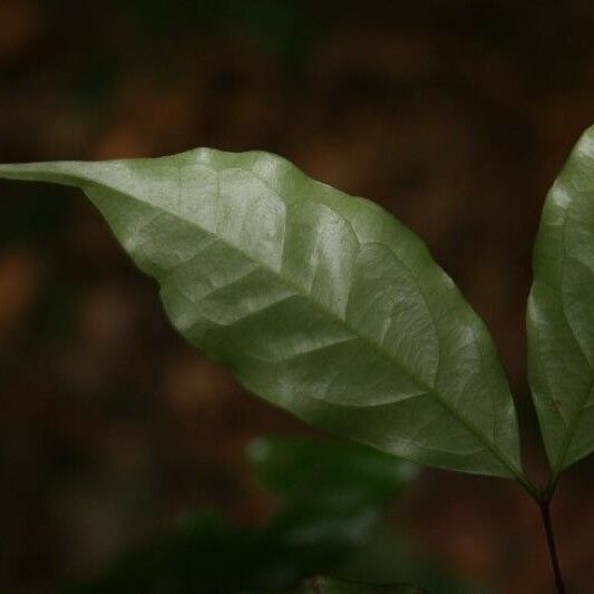 Eugenia patrisii Leaf