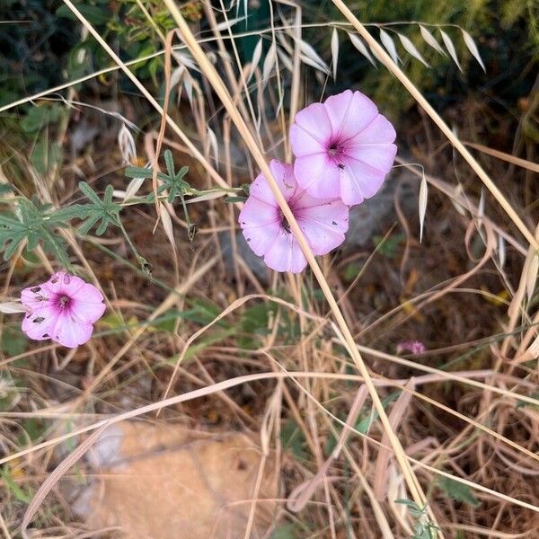 Ipomoea cairica 花