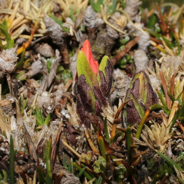 Castilleja pumila Övriga