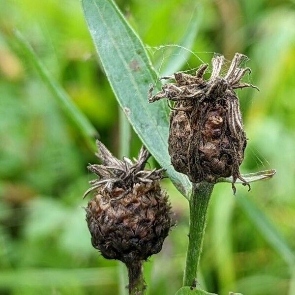 Centaurea jacea Frukt