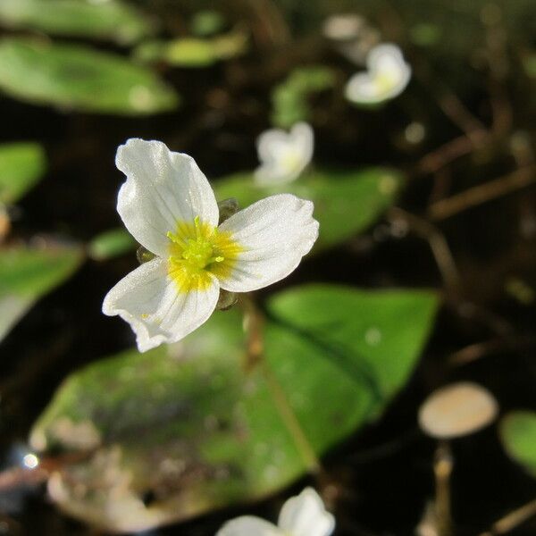 Luronium natans Flower