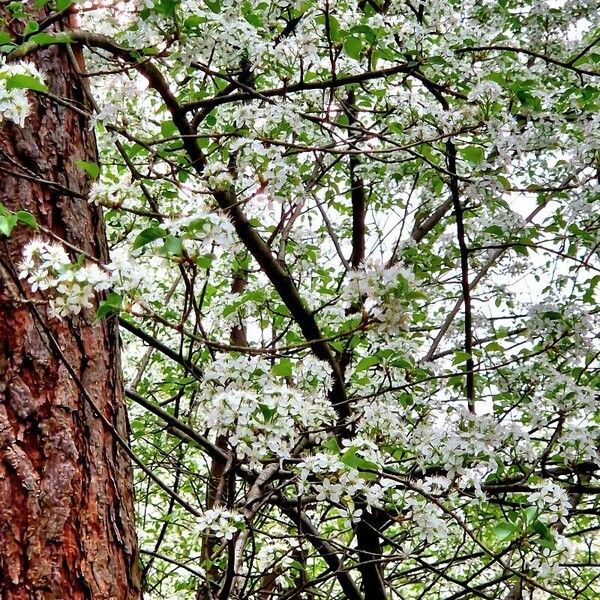 Prunus mahaleb Habit