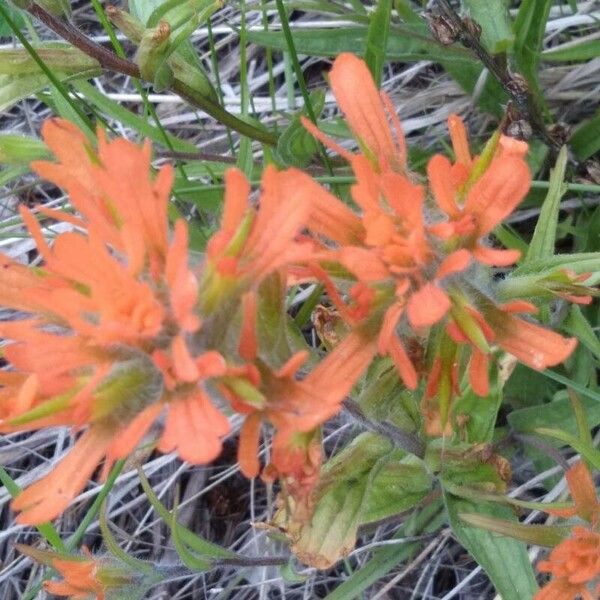 Castilleja parviflora ফুল