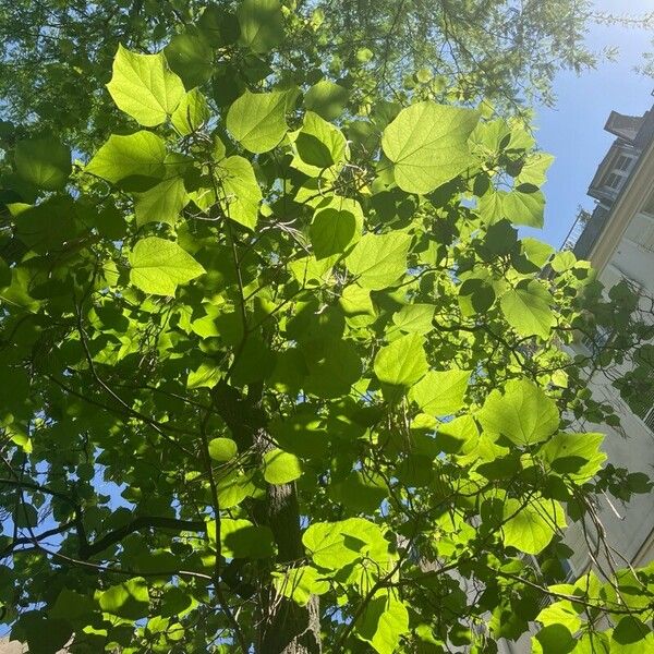 Catalpa ovata Yaprak