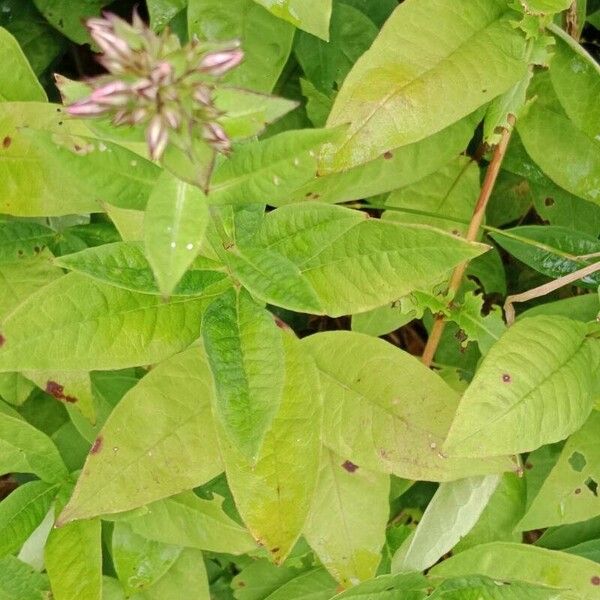 Phlox paniculata Blatt