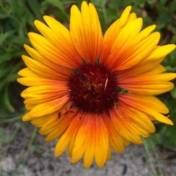 Gaillardia aristata Flors