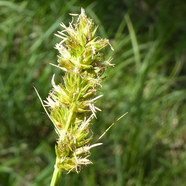 Carex otrubae 花