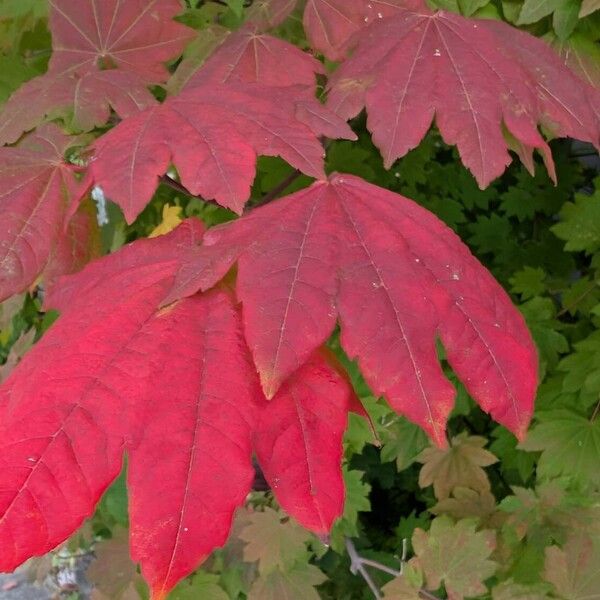 Acer circinatum List