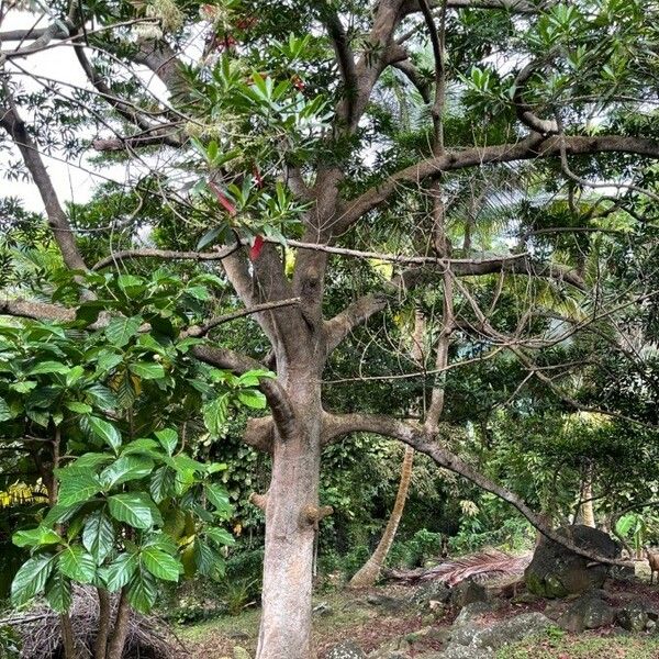 Elaeocarpus angustifolius Hábito