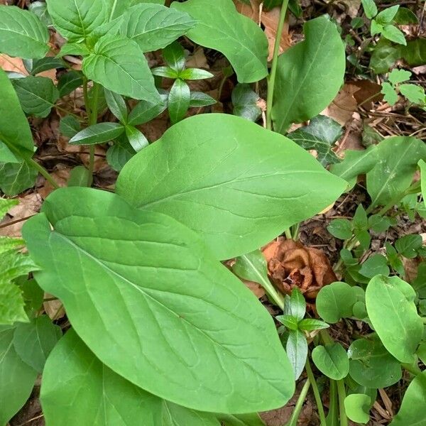 Mertensia virginica 葉