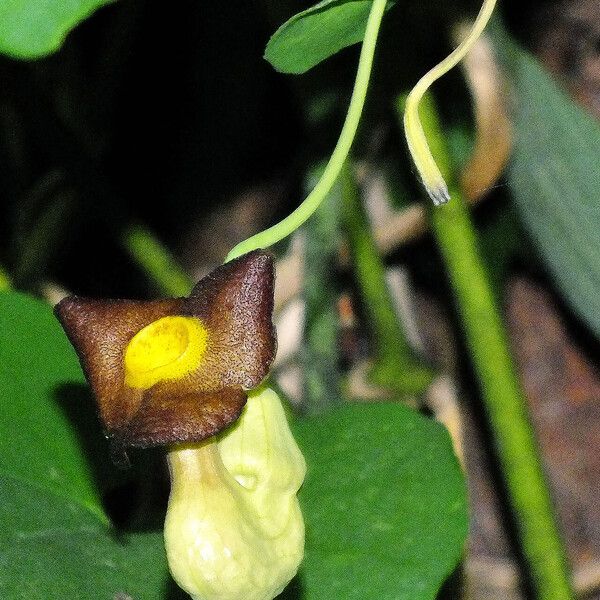 Aristolochia macrophylla Flor
