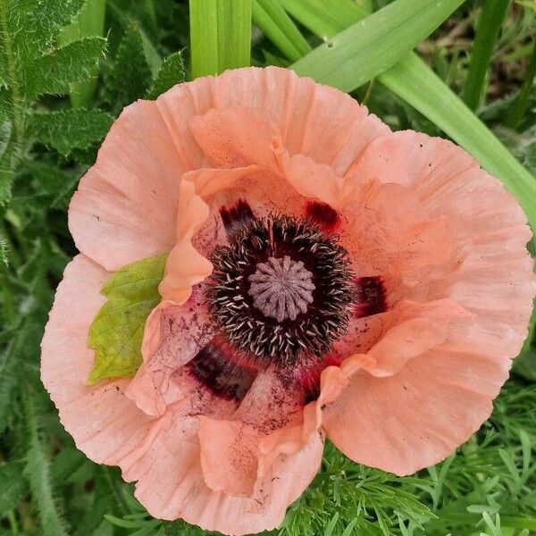 Papaver bracteatum Flower