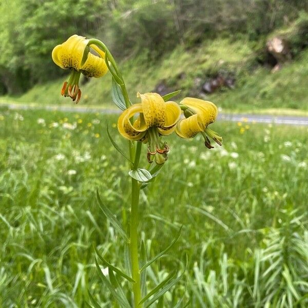 Lilium pyrenaicum പുഷ്പം