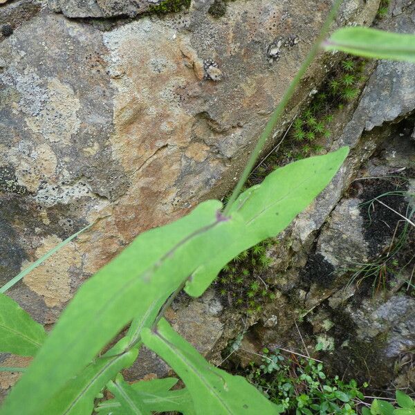 Prenanthes purpurea Ŝelo