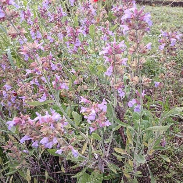 Salvia officinalis Habit