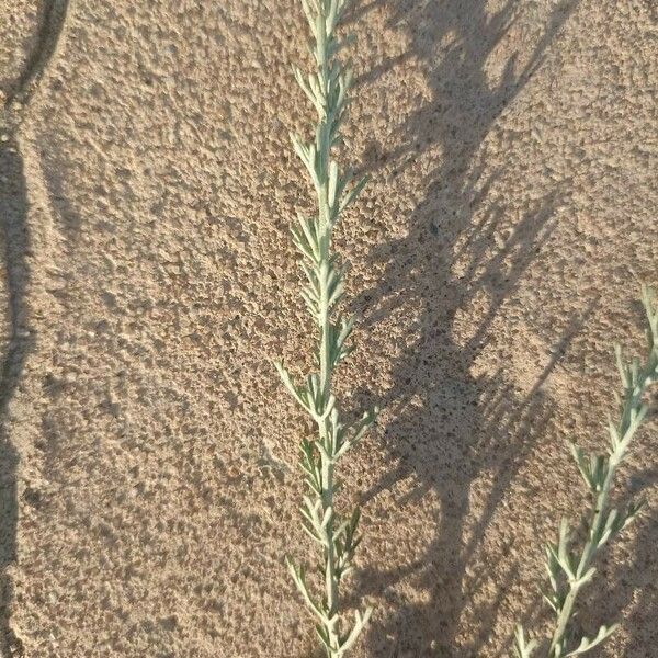 Artemisia maritima 叶