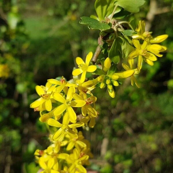 Ribes aureum Flower