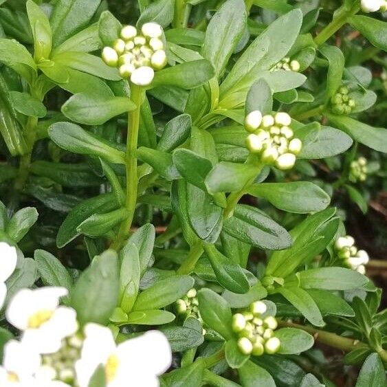 Iberis sempervirens Diğer